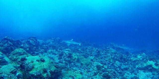 Shark diving snake island round island (9)
